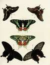 Foreign butterflies occurring in the three continents Asia, Africa and America Pl.190