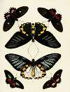 Foreign butterflies occurring in the three continents Asia, Africa and America Pl.191