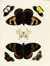 Foreign butterflies occurring in the three continents Asia, Africa and America Pl.192
