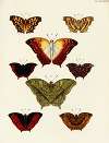 Foreign butterflies occurring in the three continents Asia, Africa and America Pl.193