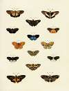 Foreign butterflies occurring in the three continents Asia, Africa and America Pl.196