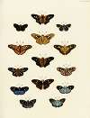 Foreign butterflies occurring in the three continents Asia, Africa and America Pl.197