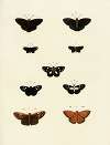 Foreign butterflies occurring in the three continents Asia, Africa and America Pl.198