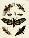 Foreign butterflies occurring in the three continents Asia, Africa and America Pl.199