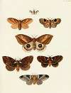 Foreign butterflies occurring in the three continents Asia, Africa and America Pl.200