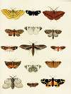 Foreign butterflies occurring in the three continents Asia, Africa and America Pl.202