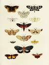 Foreign butterflies occurring in the three continents Asia, Africa and America Pl.203