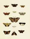 Foreign butterflies occurring in the three continents Asia, Africa and America Pl.204