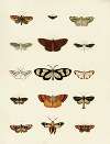Foreign butterflies occurring in the three continents Asia, Africa and America Pl.205
