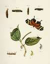Foreign butterflies occurring in the three continents Asia, Africa and America Pl.207