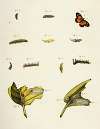 Foreign butterflies occurring in the three continents Asia, Africa and America Pl.209