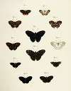 Foreign butterflies occurring in the three continents Asia, Africa and America Pl.210