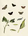 Foreign butterflies occurring in the three continents Asia, Africa and America Pl.214