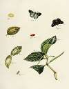 Foreign butterflies occurring in the three continents Asia, Africa and America Pl.215