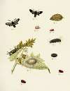 Foreign butterflies occurring in the three continents Asia, Africa and America Pl.216
