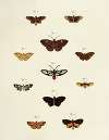 Foreign butterflies occurring in the three continents Asia, Africa and America Pl.217