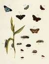Foreign butterflies occurring in the three continents Asia, Africa and America Pl.218