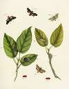 Foreign butterflies occurring in the three continents Asia, Africa and America Pl.219