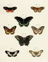 Foreign butterflies occurring in the three continents Asia, Africa and America Pl.230