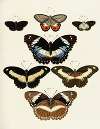 Foreign butterflies occurring in the three continents Asia, Africa and America Pl.231