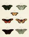 Foreign butterflies occurring in the three continents Asia, Africa and America Pl.233
