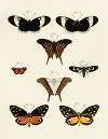 Foreign butterflies occurring in the three continents Asia, Africa and America Pl.235