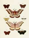 Foreign butterflies occurring in the three continents Asia, Africa and America Pl.236