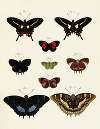 Foreign butterflies occurring in the three continents Asia, Africa and America Pl.237