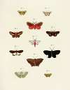 Foreign butterflies occurring in the three continents Asia, Africa and America Pl.239