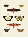 Foreign butterflies occurring in the three continents Asia, Africa and America Pl.240
