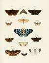 Foreign butterflies occurring in the three continents Asia, Africa and America Pl.241