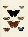Foreign butterflies occurring in the three continents Asia, Africa and America Pl.242