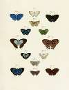 Foreign butterflies occurring in the three continents Asia, Africa and America Pl.243