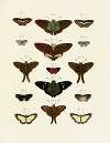 Foreign butterflies occurring in the three continents Asia, Africa and America Pl.244