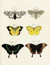 Foreign butterflies occurring in the three continents Asia, Africa and America Pl.246