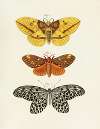 Foreign butterflies occurring in the three continents Asia, Africa and America Pl.247