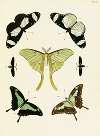 Foreign butterflies occurring in the three continents Asia, Africa and America Pl.249
