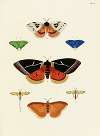 Foreign butterflies occurring in the three continents Asia, Africa and America Pl.251