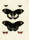 Foreign butterflies occurring in the three continents Asia, Africa and America Pl.254