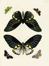 Foreign butterflies occurring in the three continents Asia, Africa and America Pl.257