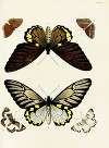 Foreign butterflies occurring in the three continents Asia, Africa and America Pl.258