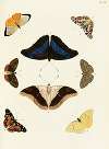 Foreign butterflies occurring in the three continents Asia, Africa and America Pl.259