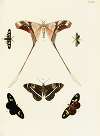 Foreign butterflies occurring in the three continents Asia, Africa and America Pl.260