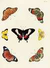 Foreign butterflies occurring in the three continents Asia, Africa and America Pl.261