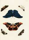 Foreign butterflies occurring in the three continents Asia, Africa and America Pl.262