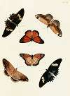 Foreign butterflies occurring in the three continents Asia, Africa and America Pl.263