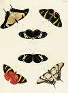 Foreign butterflies occurring in the three continents Asia, Africa and America Pl.264