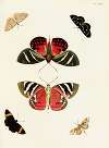 Foreign butterflies occurring in the three continents Asia, Africa and America Pl.265