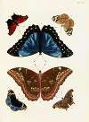 Foreign butterflies occurring in the three continents Asia, Africa and America Pl.266