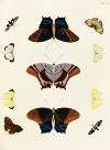 Foreign butterflies occurring in the three continents Asia, Africa and America Pl.267